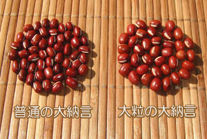大粒大納言小豆は普通の大納言よりはるかに大きく、色艶も最高です。