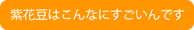 紫花豆はこんなにすごいんです