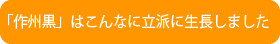 作州黒はこんなに立派に生長しました